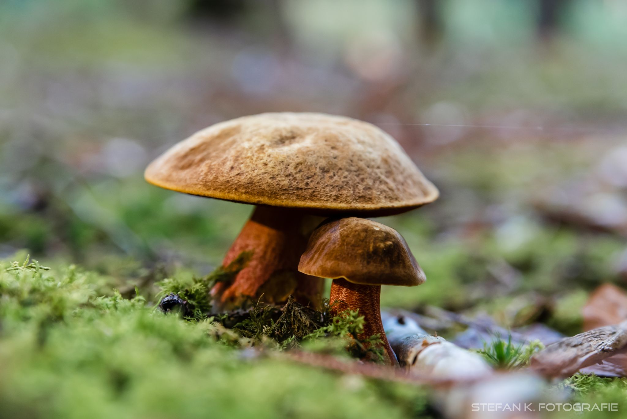 Hexenröhrling - Vater und Sohn
